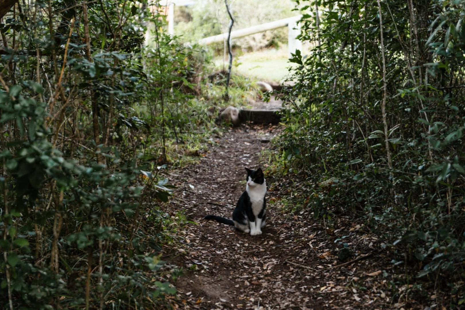 Moonshine On Whiskey Creek Villa The Crags Ngoại thất bức ảnh